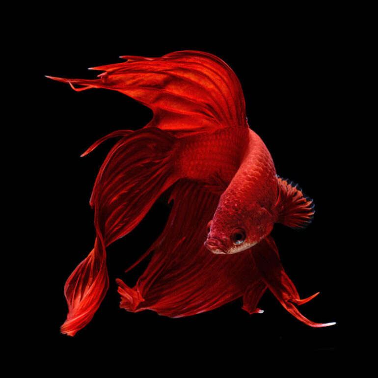 Check out these surreal pics of Siamese fighting fish | Reef Builders