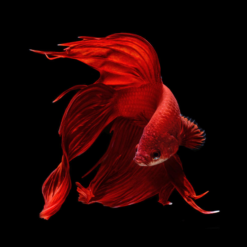 red chinese fighting fish