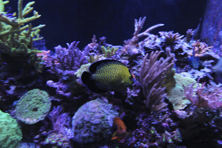 Angelfish in reef aquariums: It doesn’t always work out the way you ...