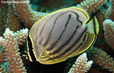 Meyer and reticulate butterflyfish hybrid from the Marshall Islands ...