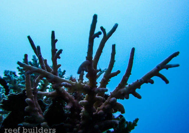 Revision of Acropora & Isopora, a free guide to Staghorn Corals, Reef  Builders