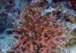 Kwajalein has more than its fair share of Red Acropora | Reef Builders ...