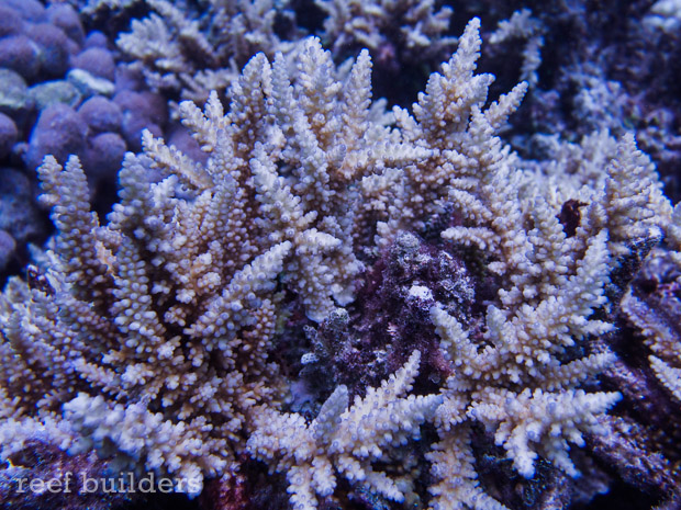 Acropora tortuosa in Kwajalein has a unique blue tip color | Reef ...