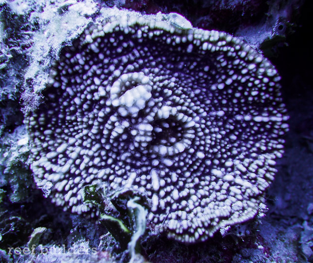 Evil one-eyed chalice coral sighted at 110 feet in Kwajalein Atoll ...