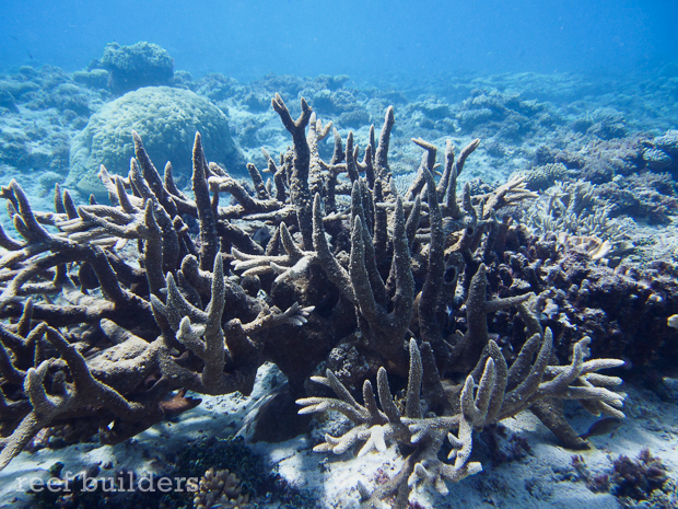 Giant staghorn corals so big they make you feel small | Reef Builders ...
