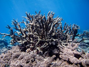 corals staghorn