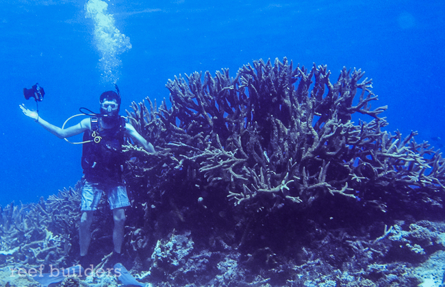Giant staghorn corals so big they make 
