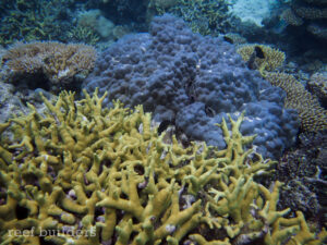 Porites coral dominates certain zones of Marshall Island reefs | Reef ...