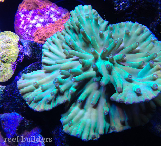 Turbinaria heronensis - an incredible story of coral comeback | Reef ...