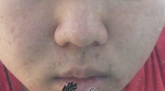 Bali Aquarich captive-bred Zebra Batfish, Platax batavianus!