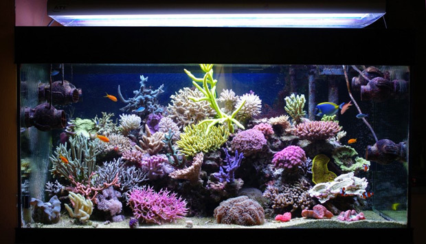 A introduction to the Italian reef aquarium club, Goccia Blu (Blue Drop ...