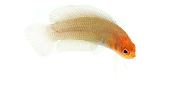 ORA's "oh by the way" - last year they produced captive-bred Pseudoplesiops...