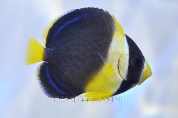 Captive-bred scribbled angelfish are already flowing to Quality Marine ...