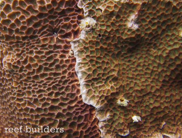 Gardinoseris sighted in never before seen colors | Reef Builders | The ...