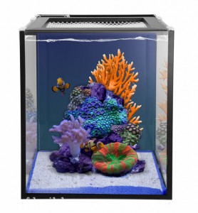 Innovative Marine Nuvo Fusion Nano aquariums in 10 & 20 gallons | Reef ...