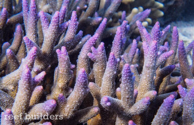 Meeting the classic Acropora abrolhosensis on a reef in Flores | Reef ...