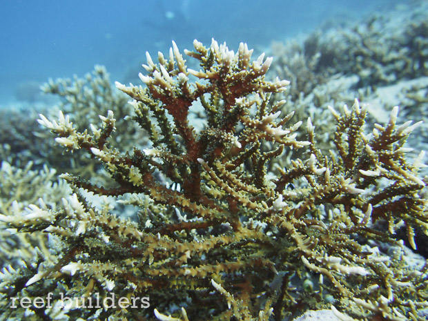 Delicate Anacropora forbesi can actually grow into fields | Reef ...