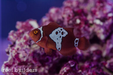 Sea & Reef Aquaculture to release captive bred Lightning Maroons | Reef