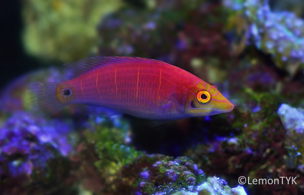 Awesome Fish Spotlight: The mysterious Pseudocheilinus ocellatus | Reef ...