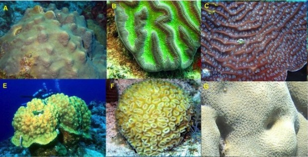 New endangered coral ruling threatens your right to grow corals | Reef ...