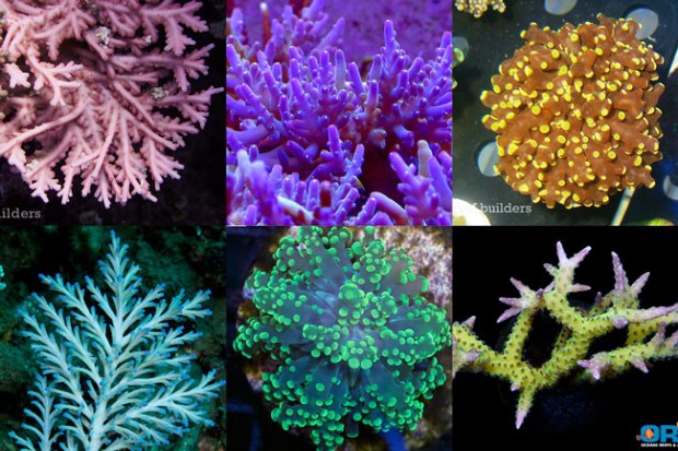Meet 6 of the corals that are in danger of becoming illegal | Reef ...