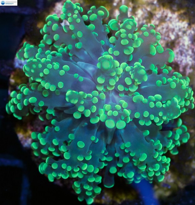 Meet 6 of the corals that are in danger of becoming illegal | Reef ...