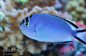 Awesome Fish Spotlight: Genicanthus watanabei and notes on the genus ...