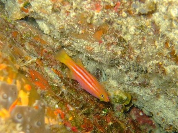 Will you stop hiding from me! Lonesome Liopropoma | Reef Builders | The ...