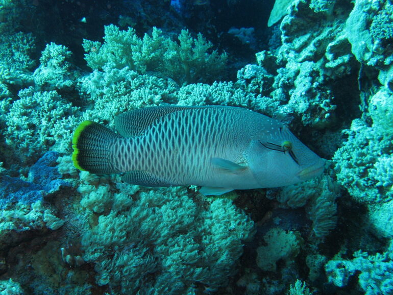 Humphead Wrasse does not receive endangered species listing | Reef ...