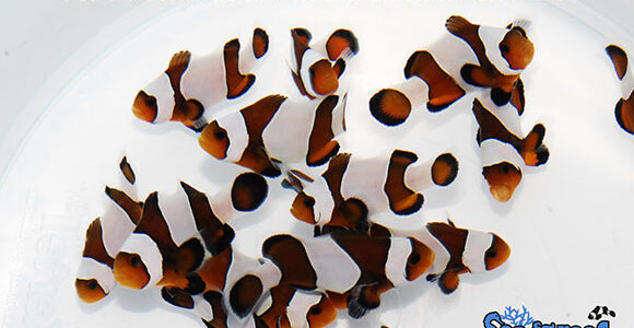 Sea & Reef's introduction of Wide Bar Gladiator Mocha clownfish - yes, something you haven't seen before.