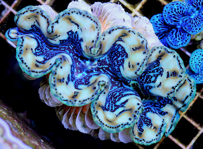 Giant Clams Proposed to be listed under Endangered Species Act