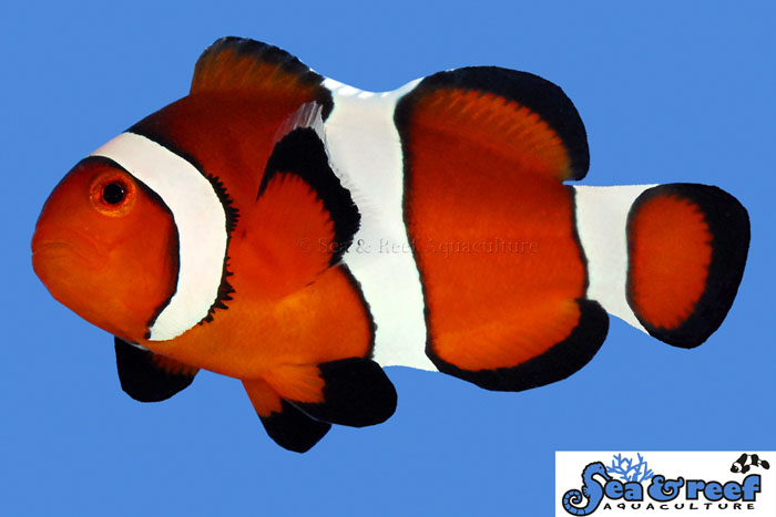Typical wild-type Ocellaris Clownfish