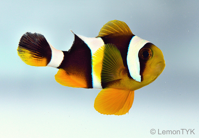 Amphiprion chrysogaster