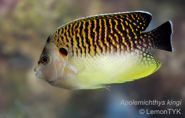 A subadult tiger angelfish showing an intermediate color pattern, and just the beginnings of its orange accents. 