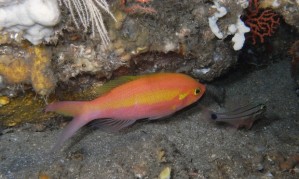 Slopefish Symphysanodon katayamai is a beautiful slopefish that is almost unknown ...