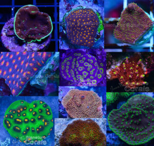 Top 10 signature corals from Jason Fox | Reef Builders | The Reef and ...