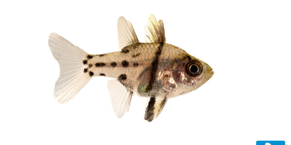 The newest marine fish to hit the "captive bred" species list, Sphaeremia orbicularis, the Orbic Cardinalfish