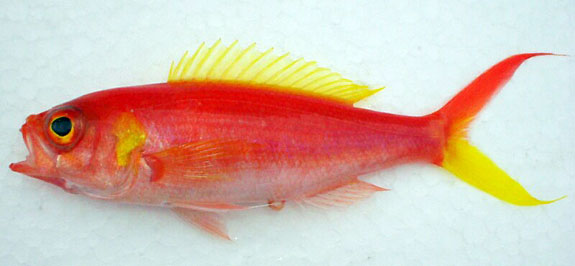 Slopefish Symphysanodon katayamai is a beautiful slopefish that is almost unknown ...