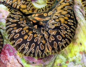 Teardrop ‘maxima’ clams are now a distinct species, Tridacna noae ...