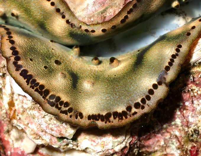 Teardrop ‘maxima Clams Are Now A Distinct Species Tridacna Noae Reef Builders The Reef And 