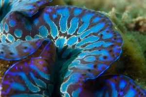 Are these possibly teardrop x maxima clam hybrids? | Reef Builders ...