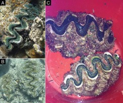 Tridacna ningaloo officially described as a new species of giant clam ...