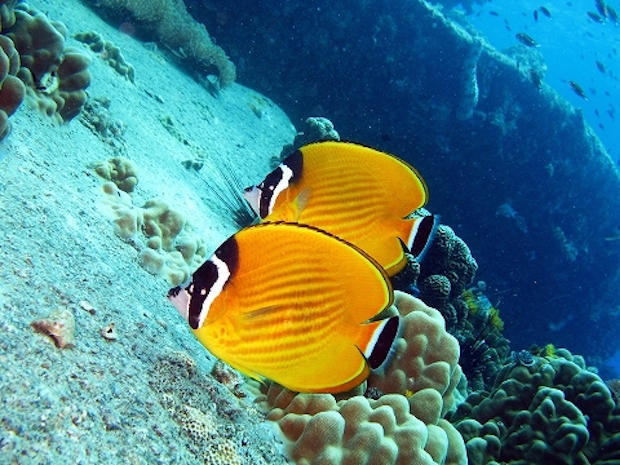 Awesome Fish Spotlight: The under appreciated Chaetodon wiebeli | Reef ...