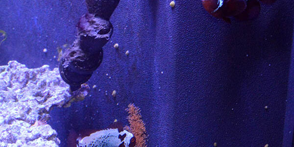 The first documented spawning of F1 Lightning X Lightning Maroon Clownfish, on October 3rd, 2014.