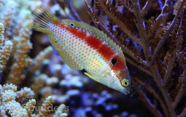 Reef Nuggets 4: Macropharyngodon and notes on maintaining a harem ...