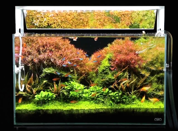 ADA unveils new AquaSky Moon LED with brighter light and novelty mirror ...