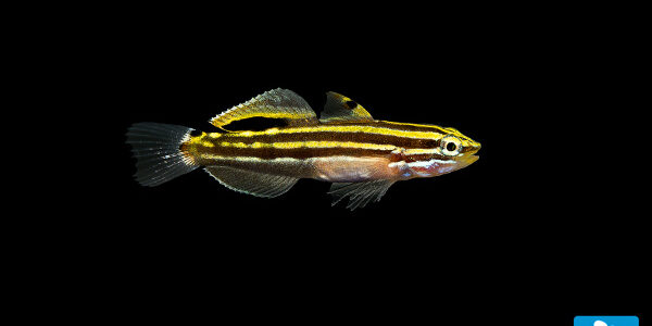 ORA claims a house-first with the Hector's Goby, Koumansetta hectori