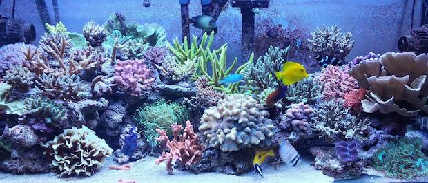 Marta Spano’s one year old reef tank puts all others to shame | Reef ...