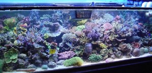 The Reefer’s Code formally explained by Mike Paletta | Reef Builders ...