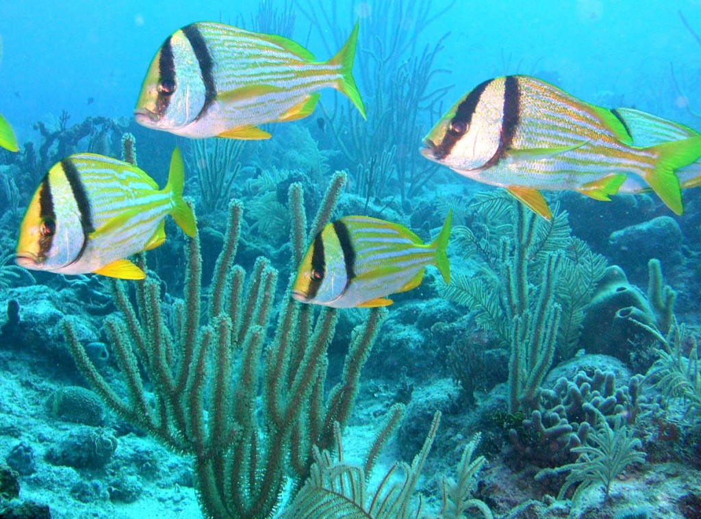 Fisheye Aquaculture’s CaptiveBred Porkfish Commercially Available